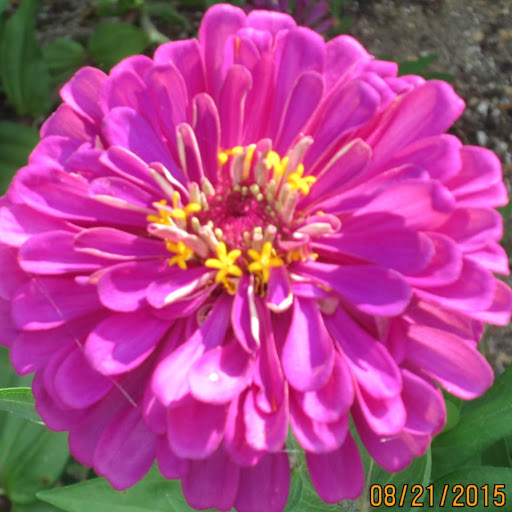 Sharon Sweeting Photo 7