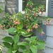 Peggy Bloom Photo 29