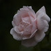 Dewey Rose Photo 24