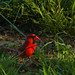 Shirley Cardinal Photo 19