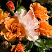 Rose Palma Photo 32