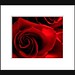Tommy Rose Photo 43