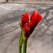 Gregory Sayre Photo 9