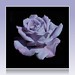 Rose Moon Photo 38