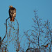 Robin Hawks Photo 27
