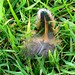 Robert Feathers Photo 29