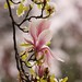 April English Photo 39