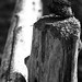 Kevin Pelletier Photo 45