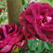 Rose Robles Photo 38