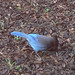 Jay Peck Photo 37