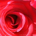 Rose Platt Photo 23