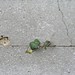 Ivy Wells Photo 22
