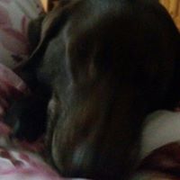 Lisa Sherry Photo 1
