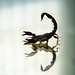 Michael Langdon Photo 42