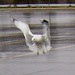 Bill Elkins Photo 37