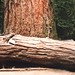 Douglas Groves Photo 28