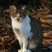 Juan Gato Photo 29