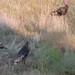 John Merriam Photo 32