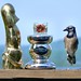 Jay Blue Photo 36