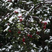 Holly Coats Photo 28