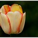 Dan Blume Photo 19