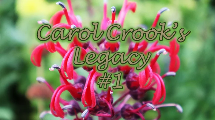 Carol Crook Photo 28