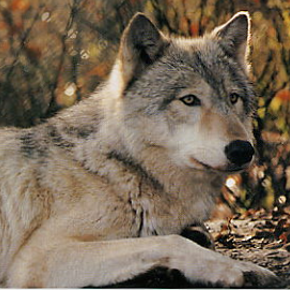 Luke Wolf Photo 12