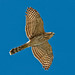 Linda Hawk Photo 37