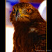 Patricia Eagle Photo 25