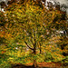 Forest Cornell Photo 14