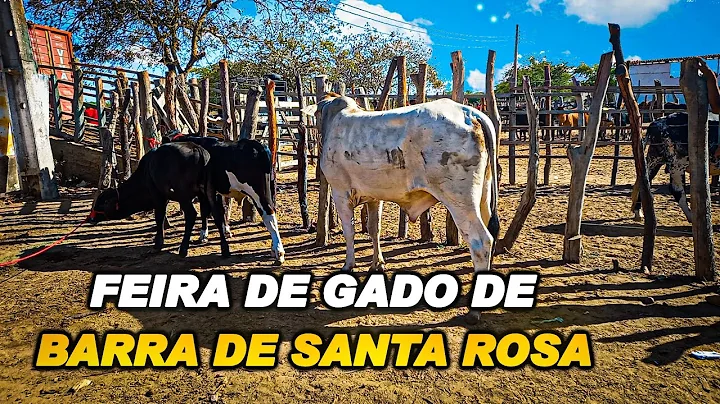 Rosa Barra Photo 14