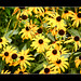 Susan Flowers Photo 41