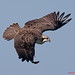 Kevan Young Photo 20