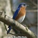 Alice Bird Photo 39