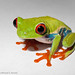 Michael Rozen Photo 20