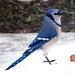 Jay Blue Photo 38