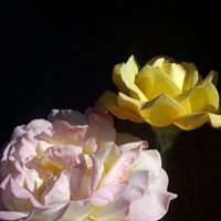 Nancy Shelley Photo 1