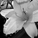 Lily Ortiz Photo 38