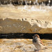 Deborah Sparrow Photo 29