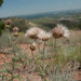 Boyd Collins Photo 28