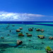 Carol Paradise Photo 16