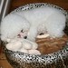 Judy Higgins Photo 36