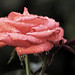 Rose Storm Photo 27
