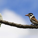 Joao Peixoto Photo 26