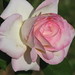 Pat Greenwood Photo 31