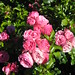 Rose Leonardo Photo 23