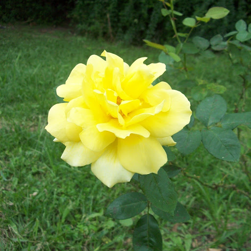 Clara Rosa Photo 12