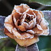 Camellia Brown Photo 24