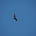 David Buzzard Photo 33