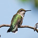 Richard Murrell Photo 36
